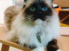 -猫在这儿猫咪咖啡馆·撸猫馆