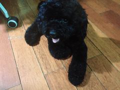 -康乐宝动物医院