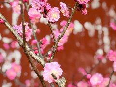 -红螺寺