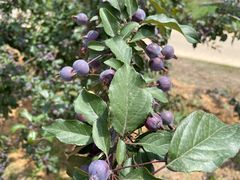 -北京张裕爱斐堡酒庄