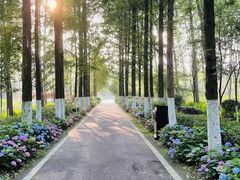 -合肥滨湖国家森林公园