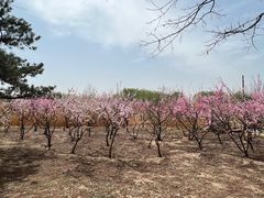 -大兴滨河森林公园