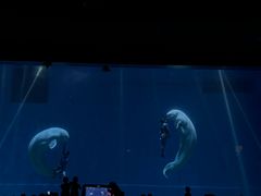 -芜湖新华联大白鲸海洋公园