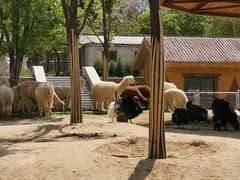 -石家庄市动物园