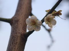 -荔枝公园(福田区)