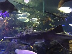 -成都浩海立方海洋公园