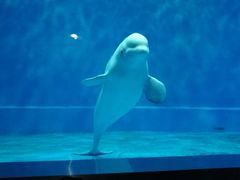 -芜湖新华联大白鲸海洋公园