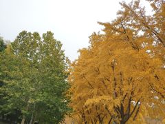 -三里屯东五街银杏大道
