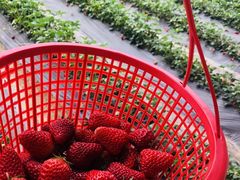 -田趣农庄草莓采摘园