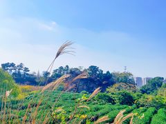 -树山生态村