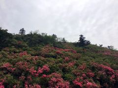 -木兰云雾山