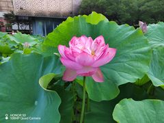 -陈家山荷花公园