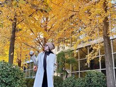 -三里屯东五街银杏大道