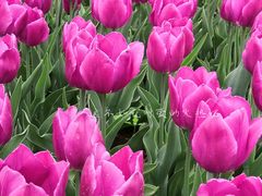 -石家庄市植物园