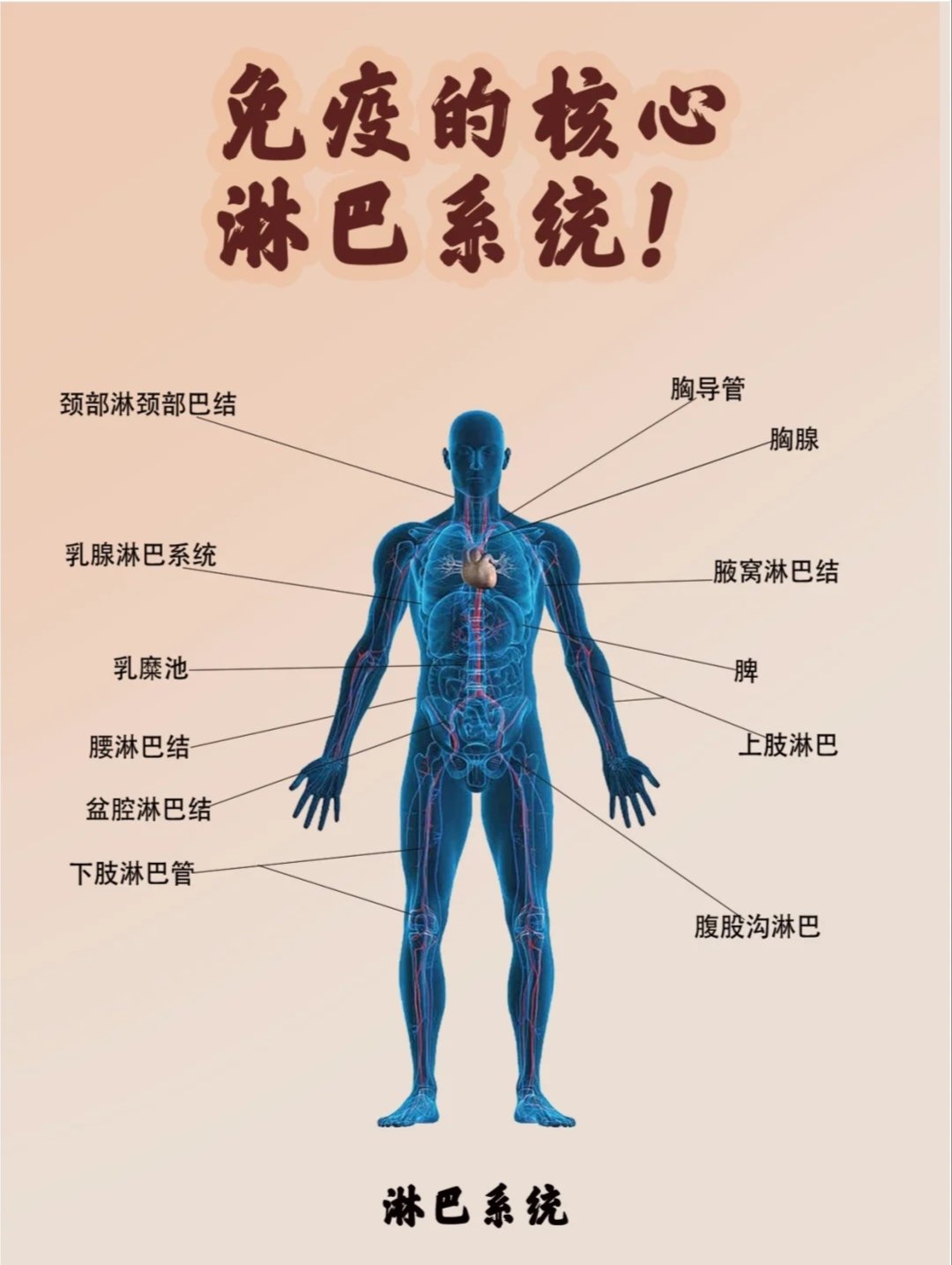 淋巴结生发中心示意图图片