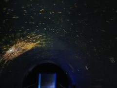 -贝壳梦幻世界