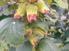 -十二海鲜(南湖店)