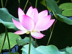 -荔湾湖公园