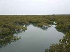 -北海金海湾红树林生态旅游区