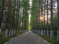 -昆山城市生态森林公园