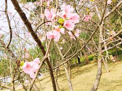 -顺峰山公园