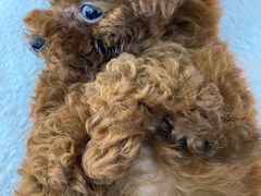 -喵宠乐园·撸猫互动·猫舍