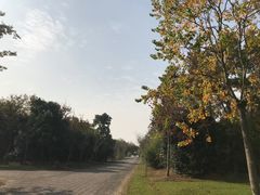 -上海海湾国家森林公园