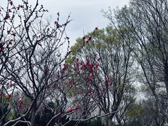 -泰丰公园