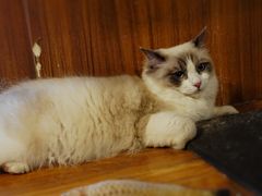 -喵园·猫主题咖啡厅·撸猫·猫咖(国贸店)