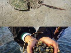 -红树林天天赶海