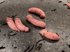 -杨小佳·齐齐哈尔烤肉·烤串(广州店)