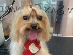 -车接车送·寄养洗护·德文猫舍(大宁店)