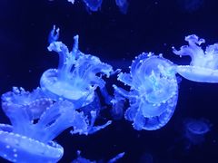 -成都浩海立方海洋公园