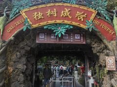 -独树成林