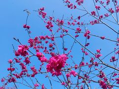 -天适樱花悠乐园