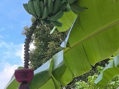 -云溪植物园