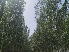 -西青郊野公园