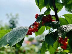 -樱桃山旅游景区