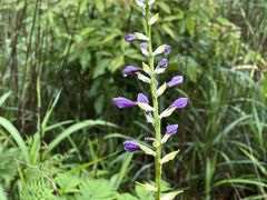 -萍乡武功山风景名胜区