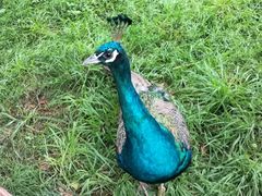 -昆明动物园