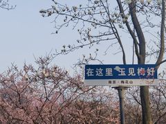 -梅花山(明孝陵内)