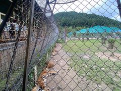 -横道河子东北虎林园