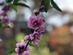 -桃花涧