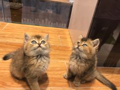 -狗道宠物(常熟印象城店)