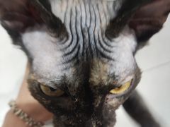 -COLOR PETS 撸猫馆·购猫·猫咖(长风大悦城店)