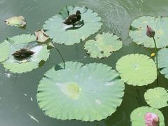 -南宁南湖公园