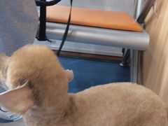 -创凡宠物医院·骨专科  猫科中心(西乡分院)