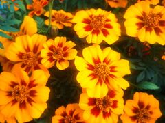 -华南国家植物园-售票处