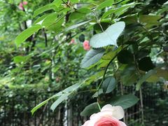 -霸王虾·小龙虾香辣蟹(玉林店)