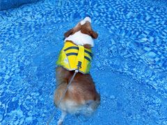 -汪说喵讲宠物乐园宠物酒店(红星美凯龙店)